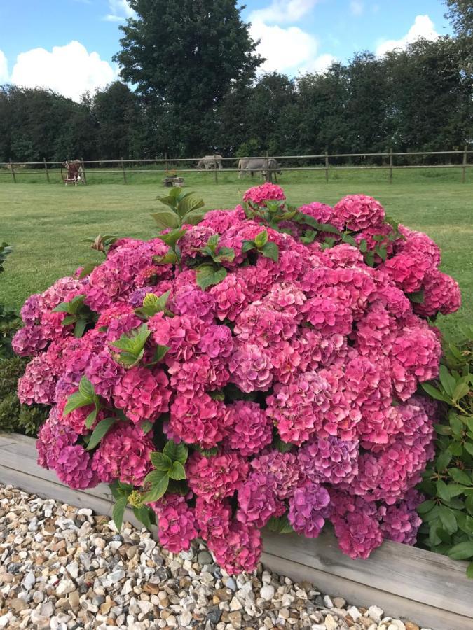 Thiergeville La Grange Aux Hortensias מראה חיצוני תמונה